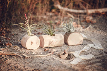 Beautiful tallinsia plant outdoors