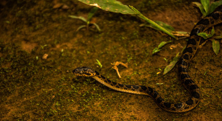 serpente