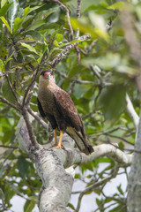 Southern crested caracara, Pantanal region, Brazil, South America
