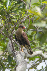 Southern crested caracara, Pantanal region, Brazil, South America