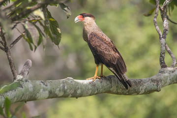 Southern crested caracara, Pantanal region, Brazil, South America