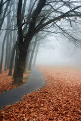 Autumn landscape- foggy autumn park alley with bare trees and dry fallen