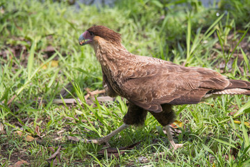 Southern crested caracara, Pantanal region, Brazil, South America