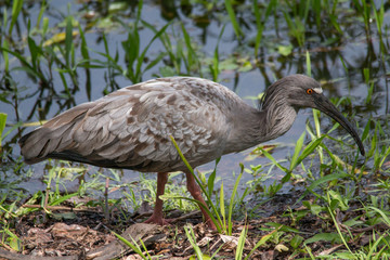 Plumbeous ibis in the Pantanal, Brazil, South America