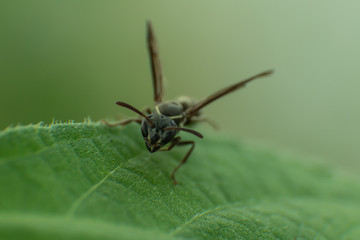 facing wasp