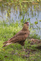 Southern crested caracara, Pantanal region, Brazil, South America