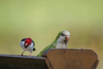 Yellow billed cardinal at a feeding site, Pantanal region, Brazil, South America