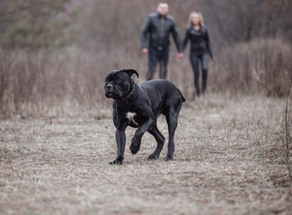 Cane Corso posing in a clearing