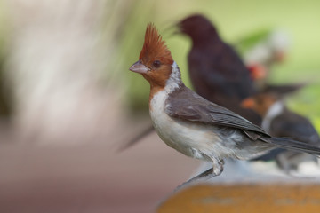 Red crested cardinal at a feeding site, Pantanal region, Brazil, South America