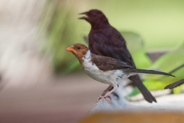 Yellow billed cardinal at a feeding site, Pantanal region, Brazil, South America