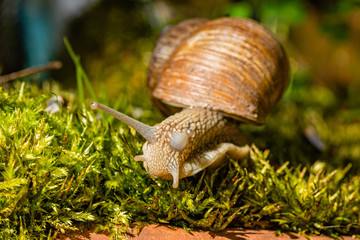 Weinbergschnecke