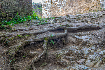 Roots of the trees sprouted through the stones of the old fortress wall