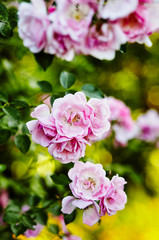 Fototapeta na wymiar Rose flower photo. Beautiful spring or summer bloomingrose plant. Flower blossom bright image. Rose bush bloom. Selective focus, blurred background