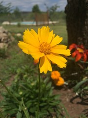 yellow flowers in garden