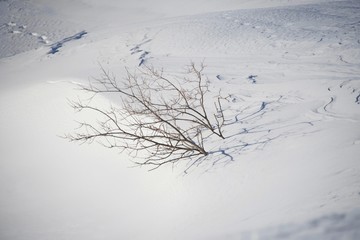 snowy tree in snow