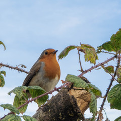 Robin amongst the thorns