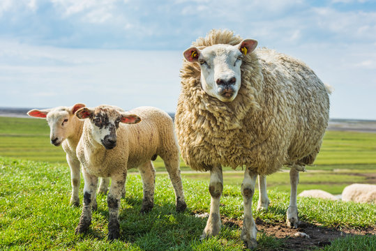 Sheep in Westerhever; Friesland; Germany