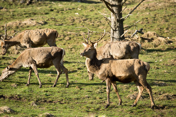 Obraz premium Jäger sieht Wildtier beim Weiden am Waldrand. Wildlebende Tiere im Wald fressen Gras.