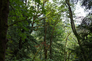 Fototapeta premium busy rainforest in washington, USA