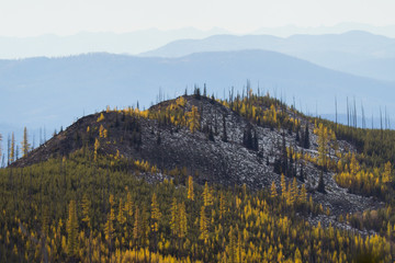 Western Larch (tamarack) trees cover the hillside in eastern washington state in the colville national forest