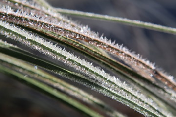 Closeup of wild grasses wearing a layer of hoary frost on a winter morning