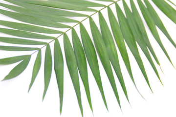 Green leaf isolated on white background. Space for your text.