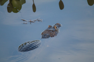 Yacare caiman in the Pantanal, Brazil, South America