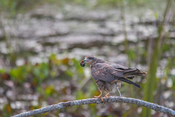 Snail Kite on a branch with food, Pantanal region, Brazil, South America