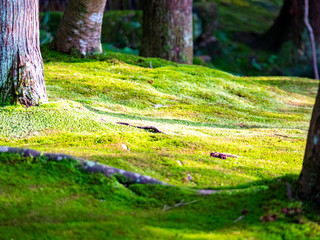 Ginkakuji-temple garden covered with moss. Sakyo-ku, Kyoto, Japan