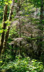 A tree surrounded by greenery in the forest in the Summertime off the Mountain Loop Highway in Silverton Washington State Snohomish County