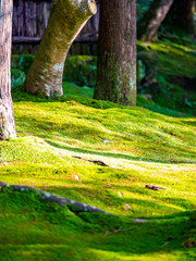 Ginkakuji-temple garden covered with moss. Sakyo-ku, Kyoto, Japan