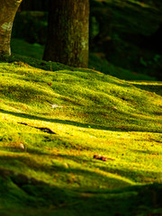 Ginkakuji-temple garden covered with moss. Sakyo-ku, Kyoto, Japan