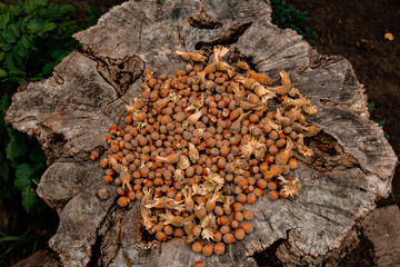 A bunch of fresh ripe hazelnuts on an old stump. Shallow depth of field. Food protein. Peanut Butter Advertising. Background image of a pattern of orchids.