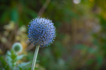 Flower looking like a lollipop in the garden