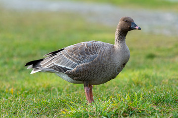 Adult pink legged goose standing in a grassy field.