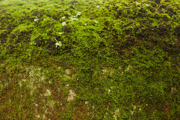 Fototapeta na wymiar green moss on tree