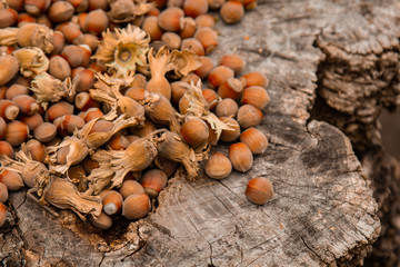 A bunch of fresh ripe hazelnuts on an old stump. Shallow depth of field. Food protein. Peanut Butter Advertising. Background image of a pattern of orchids.