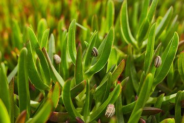 grass on green background