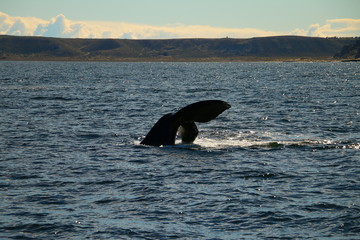 Fototapeta premium cola de ballena asomando del agua antes de saltar