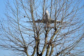 Passagierflugzeug überfliegt Waldgebiet in der Nähe von Flughafen in geringer Höhe - Stockfoto