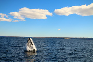 salto de ballena franca austral vista desde visita turistica embarcada en Puerto Piramides,...