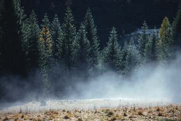 Amazing Misty Morning in Pine Forest