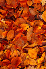 dried falled autumn leaves of the fall season with beautiful colors for background