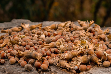 A bunch of fresh ripe hazelnuts on an old stump. Shallow depth of field. Food protein. Peanut Butter Advertising. Background image of a pattern of orchids.