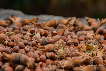 A bunch of fresh ripe hazelnuts on an old stump. Shallow depth of field. Food protein. Peanut Butter Advertising. Background image of a pattern of orchids.