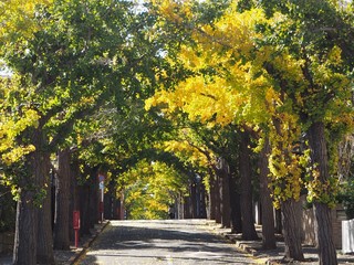 Naklejka premium Autumn leaves in Tokyo, Japan