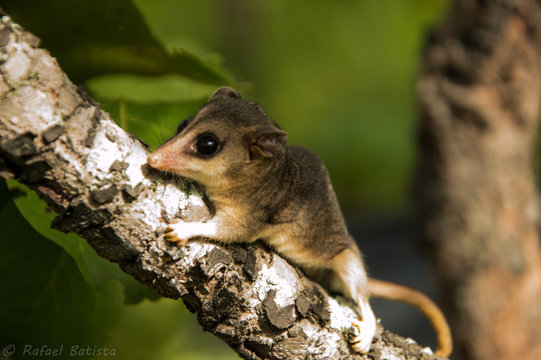 marsupial brasileiro