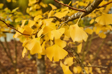 autumn leaves on tree