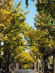 Fototapeta premium Autumn leaves in Tokyo, Japan