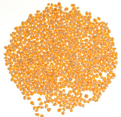 Maize for popcorn
